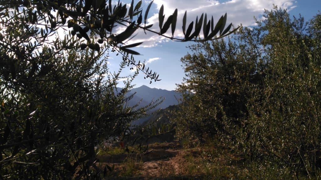 El Olivar Olivar de La Maja en Mendavia